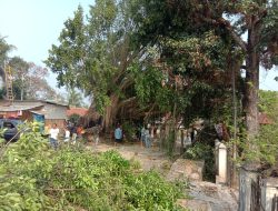 Pohon Beringin Besar Tumbang di Jalan Rangkasbitung-Cipanas Jatimuya, Rangkasbitung